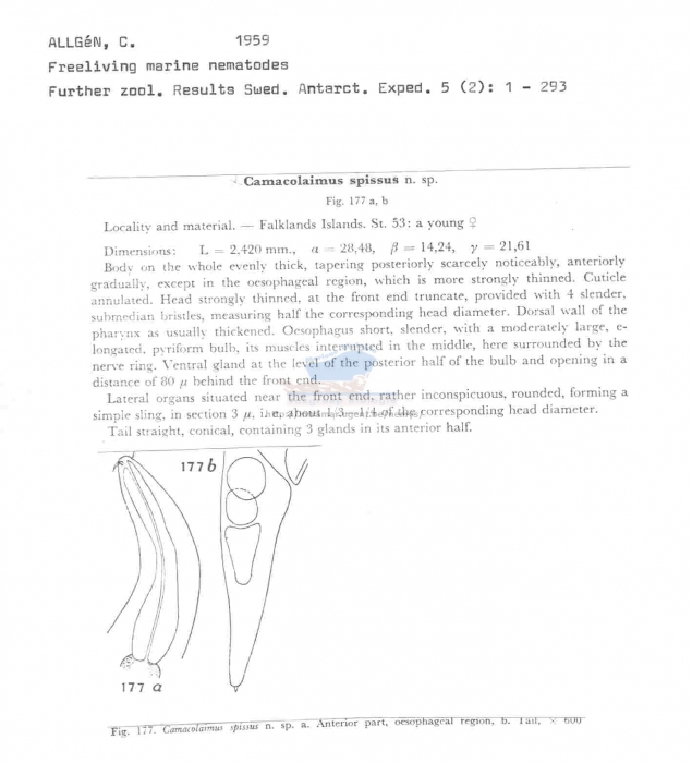 Camacolaimus spissus