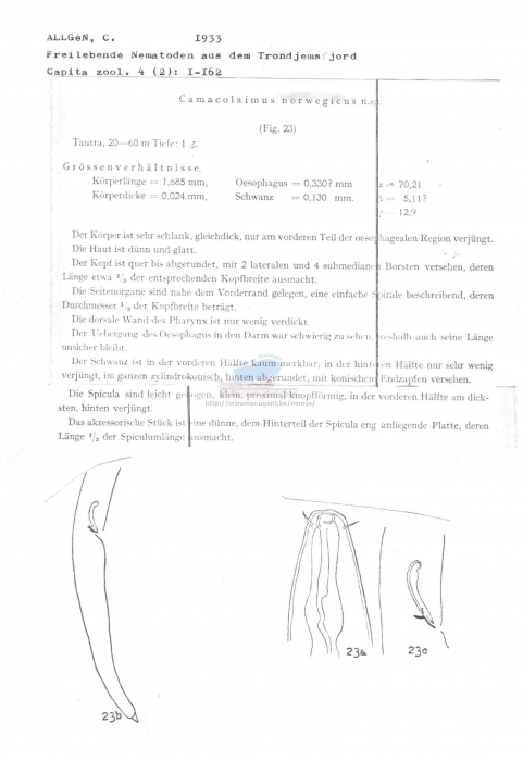 Camacolaimus norwegicus