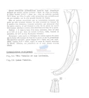 Nematode file-library of the Marine Biology Section (Ghent University, Belgium)