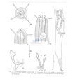 Nematode file-library of the Marine Biology Section (Ghent University, Belgium)