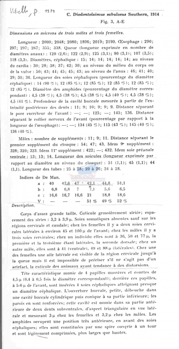 Diodontolaimus sabulosus