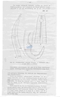 Nematode file-library of the Marine Biology Section (Ghent University, Belgium)