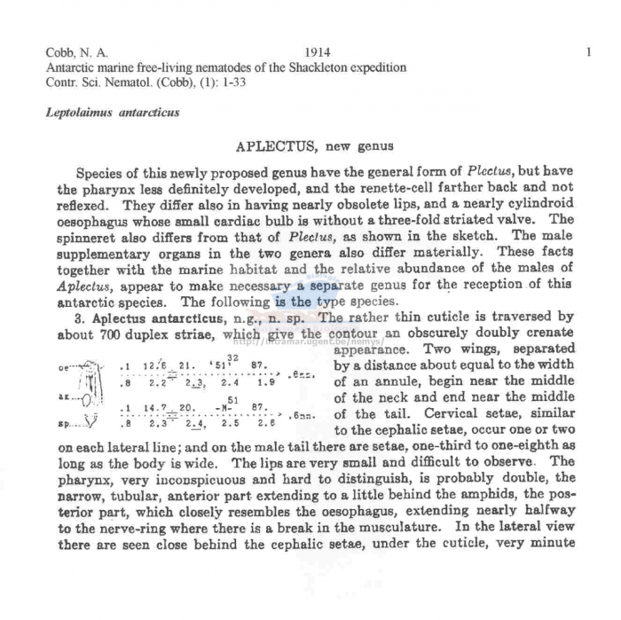 Leptolaimus antarcticus