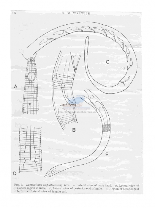 Leptolaimus ampullaceus
