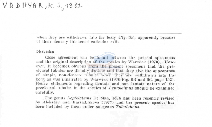 Leptolaimus ampullaceus