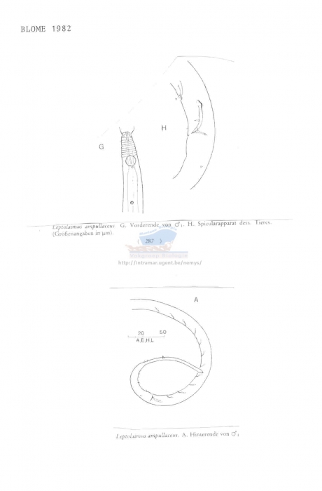 Leptolaimus ampullaceus