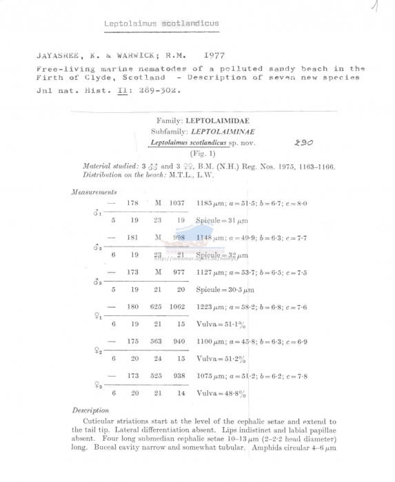 Leptolaimus scotlandicus