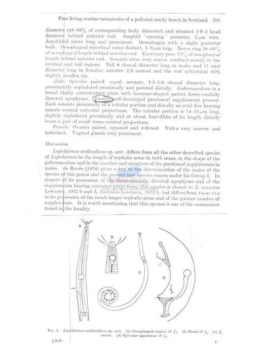Leptolaimus scotlandicus