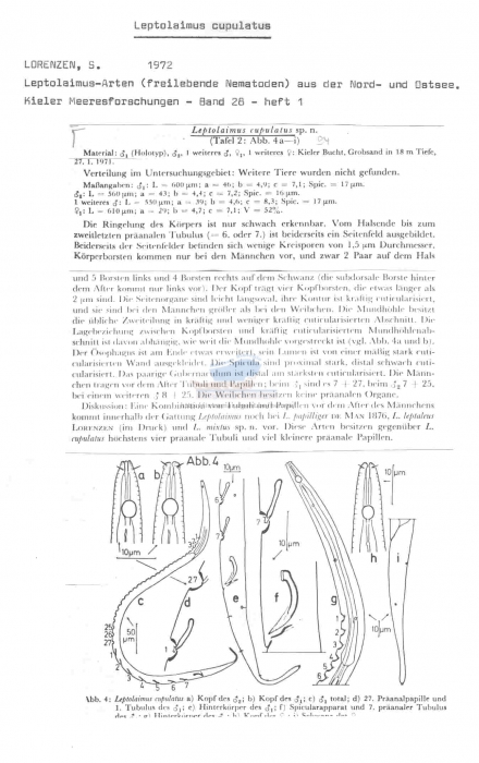 Leptolaimus cupulatus