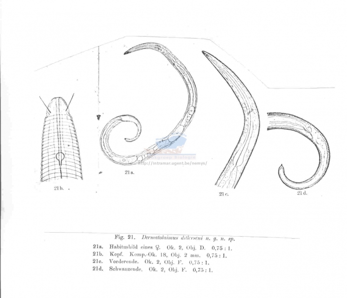 Leptolaimus ditlevseni