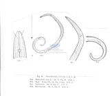 Nematode file-library of the Marine Biology Section (Ghent University, Belgium)