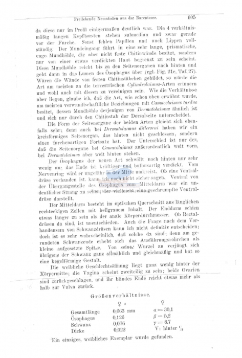 Leptolaimus ditlevseni