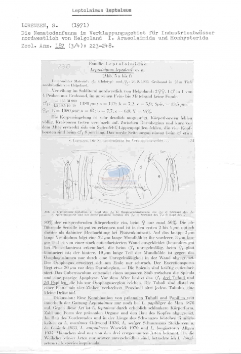 Leptolaimus leptaleus