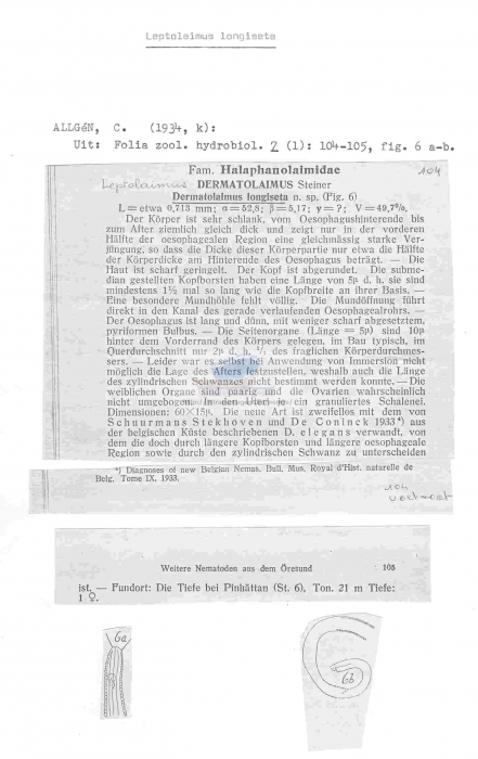 Leptolaimus longiseta