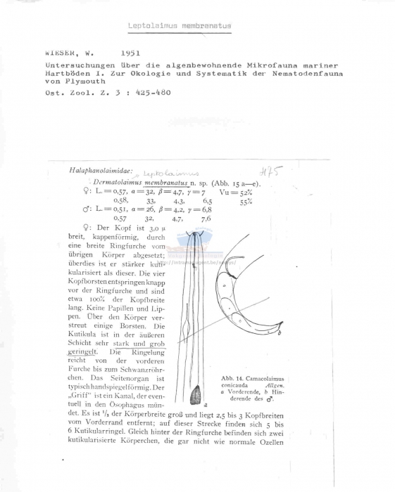 Leptolaimus membranatus