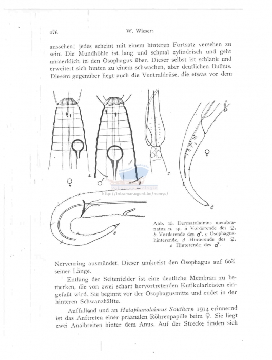 Leptolaimus membranatus