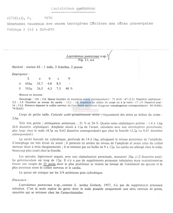 Leptolaimus pumicosus