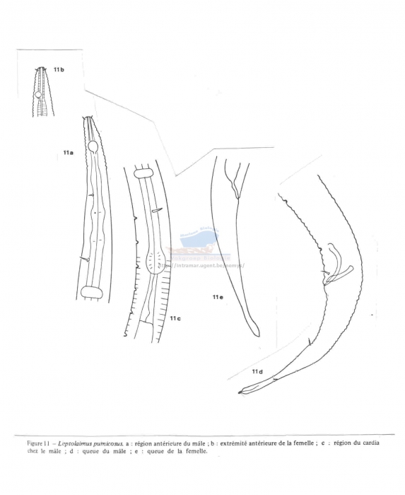 Leptolaimus pumicosus