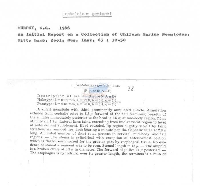 Leptolaimus gerlachi