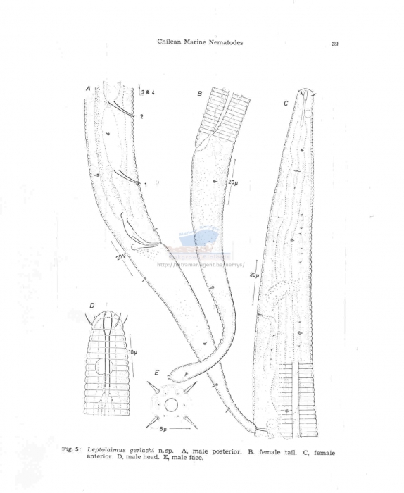 Leptolaimus gerlachi