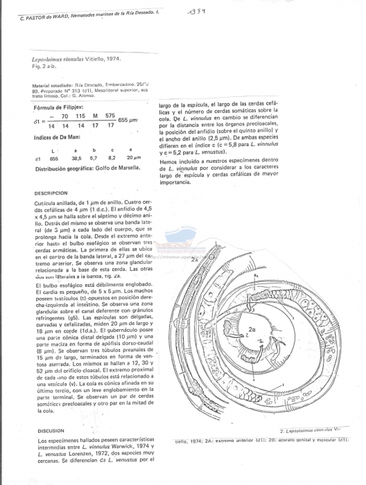 Leptolaimus vinnulus