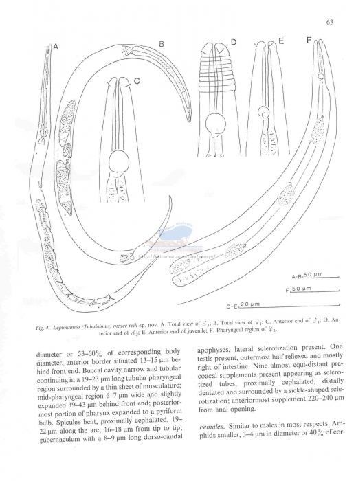 Leptolaimus meyer-reili