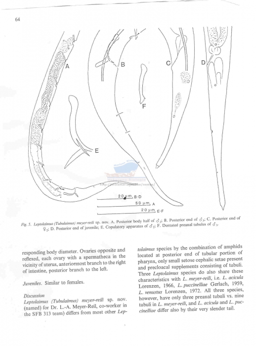 Leptolaimus meyer-reili