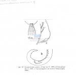 Procamacolaimus cosmius