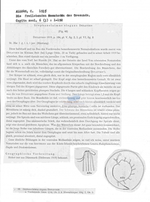 Stephanolaimus elegans