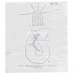 Nematoda (roundworms)