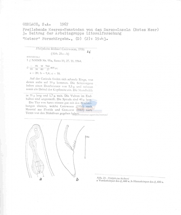 Haliplectus bickneri