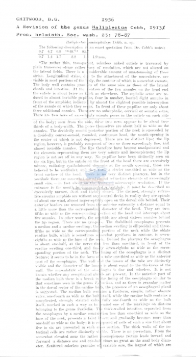 Haliplectus conicephalus