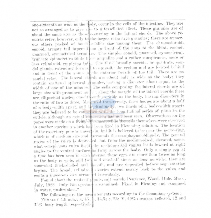 Haliplectus conicephalus