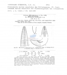 Haliplectus obtusicauda