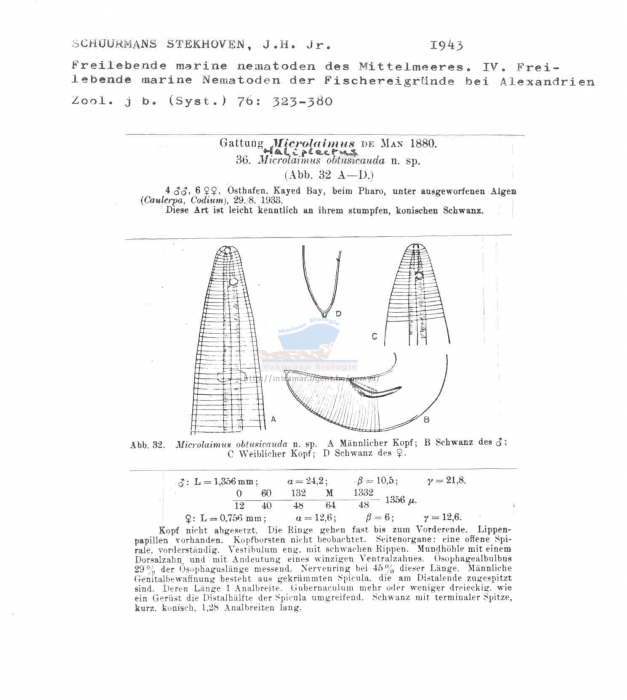 Haliplectus obtusicauda