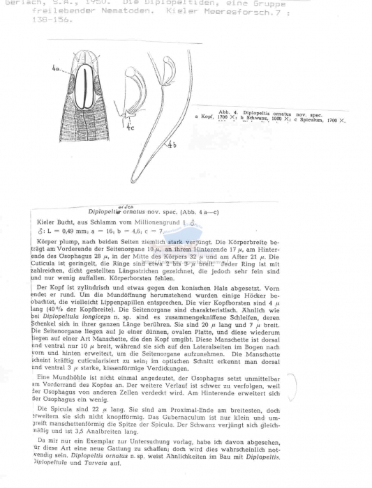 Diplopeltoides ornatus