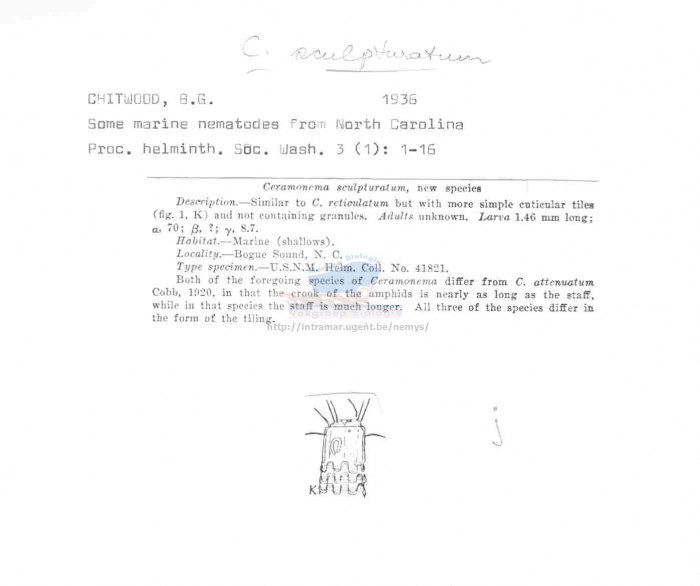 Ceramonema sculpturatum