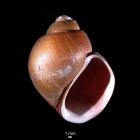 Amauropsis islandica