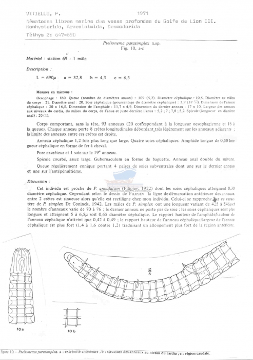Pselionema parasimplex