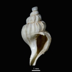 Mollusca (molluscs)
