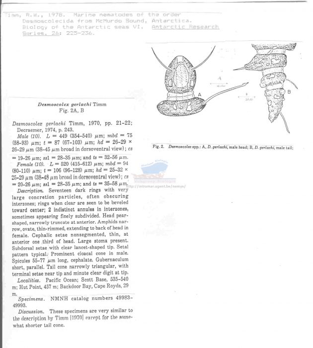 Desmoscolex gerlachi