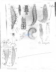 Nematoda