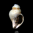 Buccinum undatum