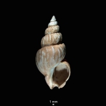 Species