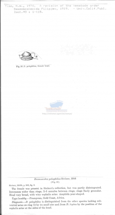 Desmoscolex pelophilus