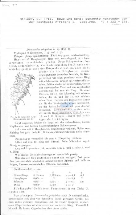 Desmoscolex pelophilus