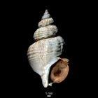 Buccinum polare