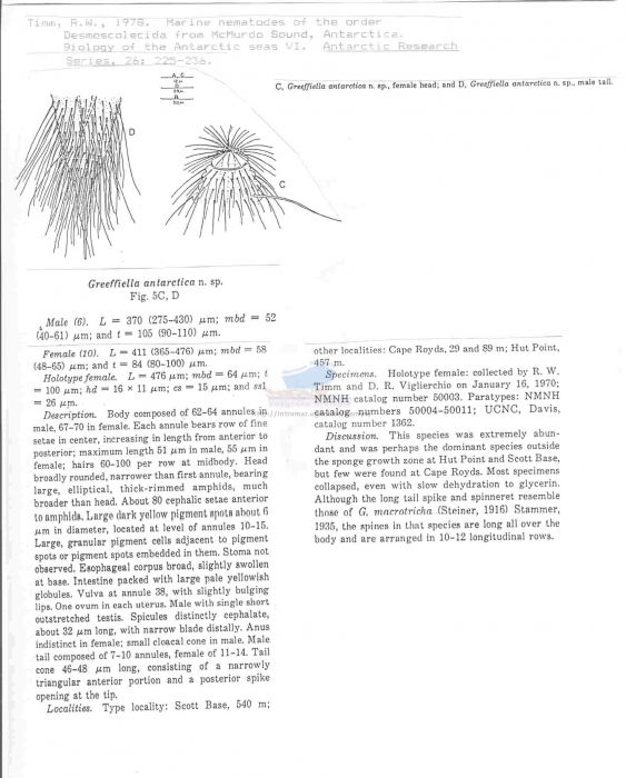 Greeffiella antarctica