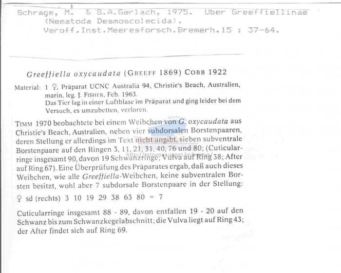 Greeffiella oxycaudata