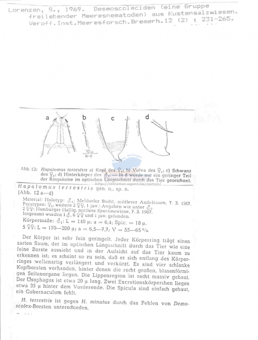 Hapalomus terrestris